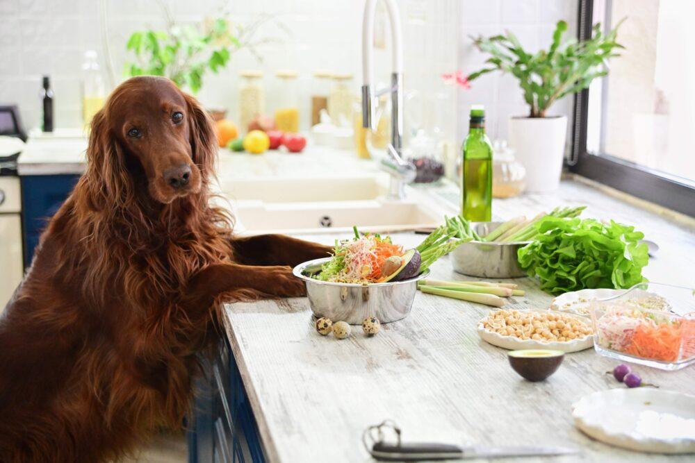 artgerechte ernährung