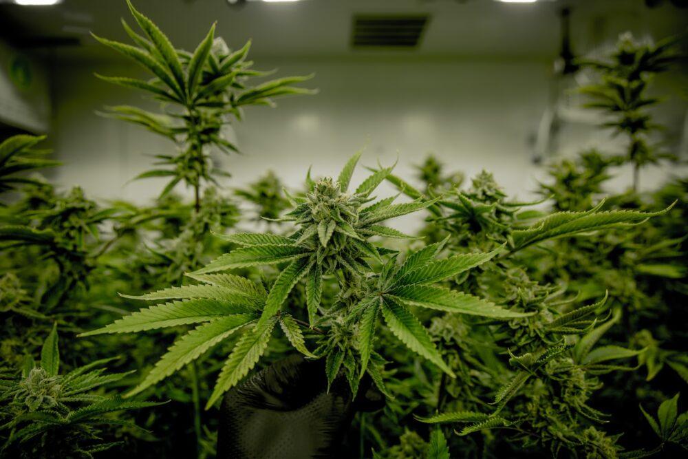 Cannabis Online