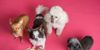 Die Suche nach Ihrem perfekten Begleiter: Tipps und Tricks für den Hundekauf