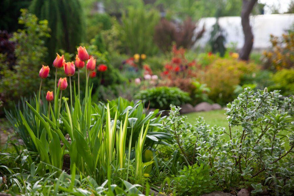 Schöner botanischer Garten mit Tulpen