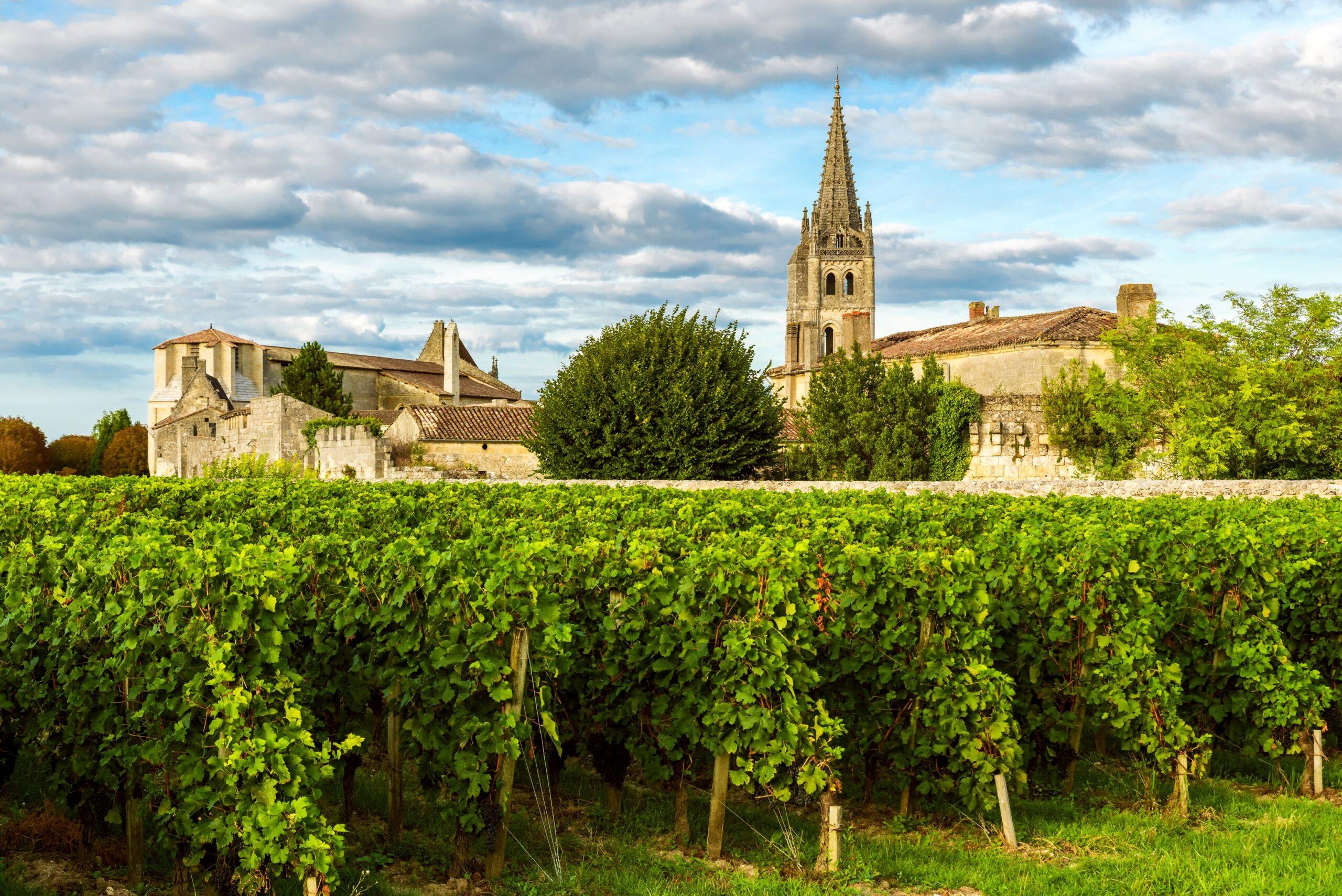 Bordeaux Weine_ Weinbau