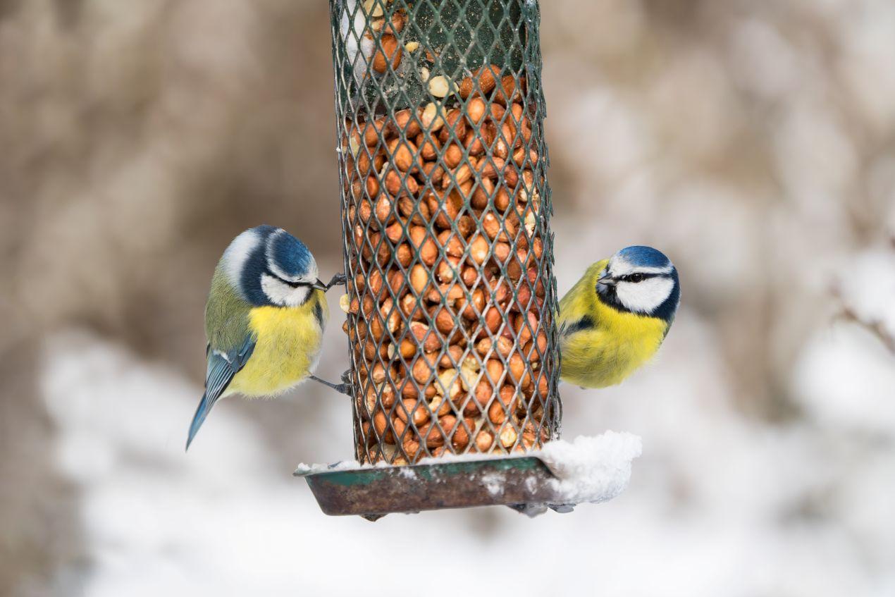 Zwei Blaumeisen picken an einem Futterspender mit Nüssen. Hochwertiges Vogelfutter versorgt Wildvögel mit Energie im Winter.