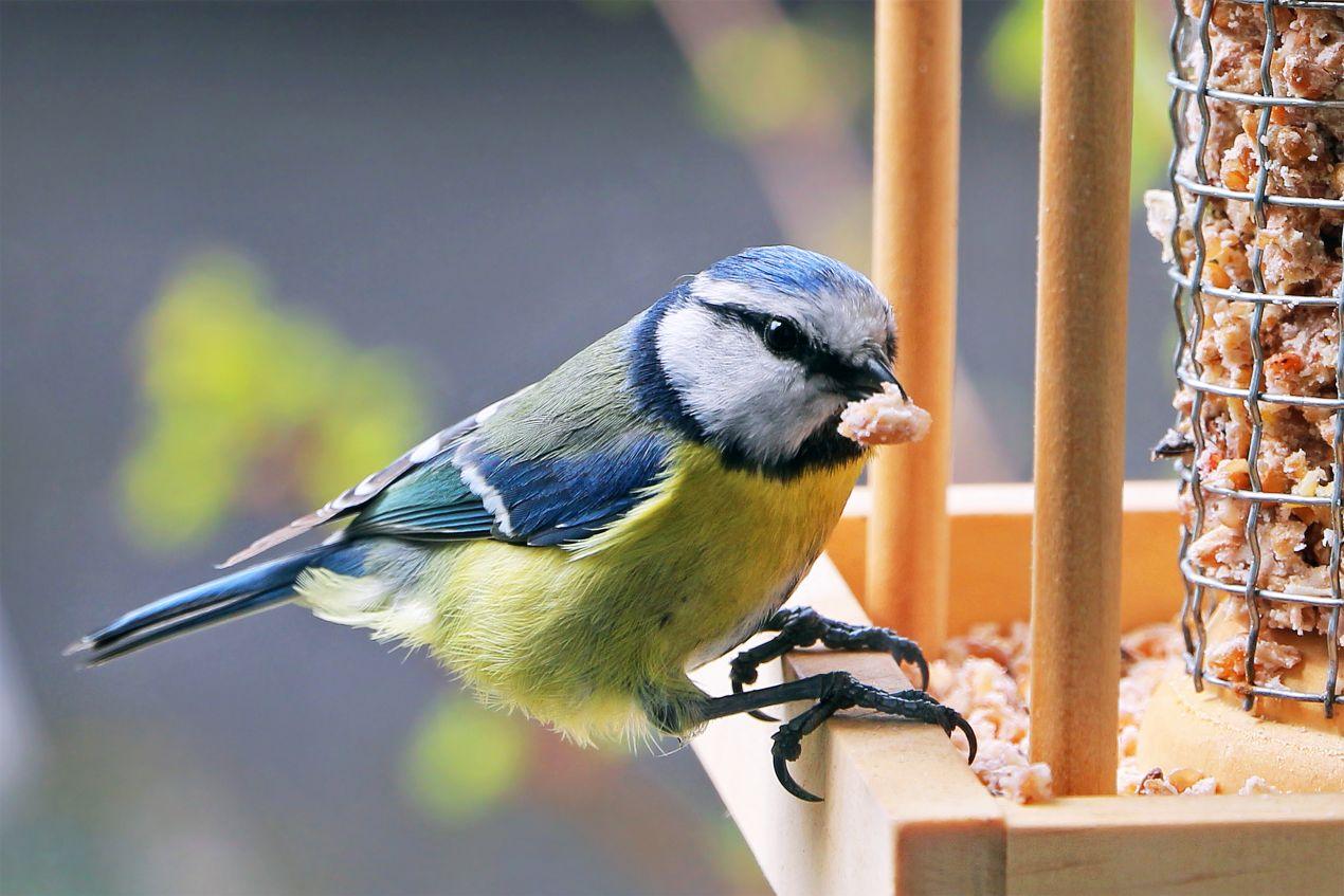 Eine Blaumeise sitzt an einer Futterstelle und frisst hochwertiges Vogelfutter. Perfekte Mischung für Wildvögel im Garten.